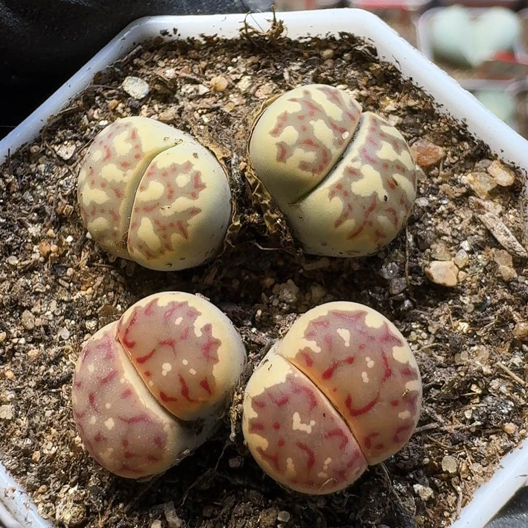 生石花1111111。   125