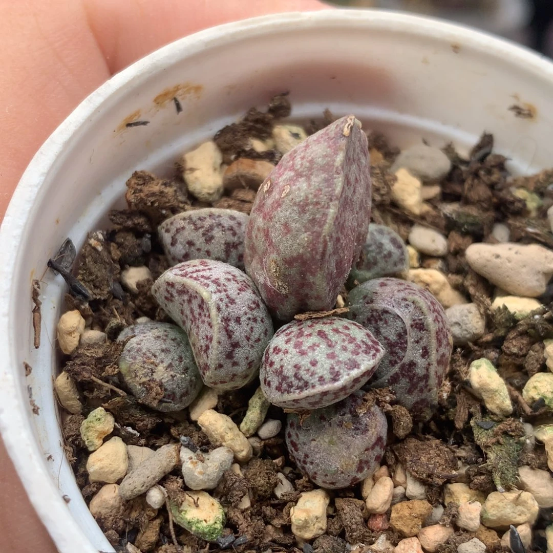 腰子蛋 特价福利包邮