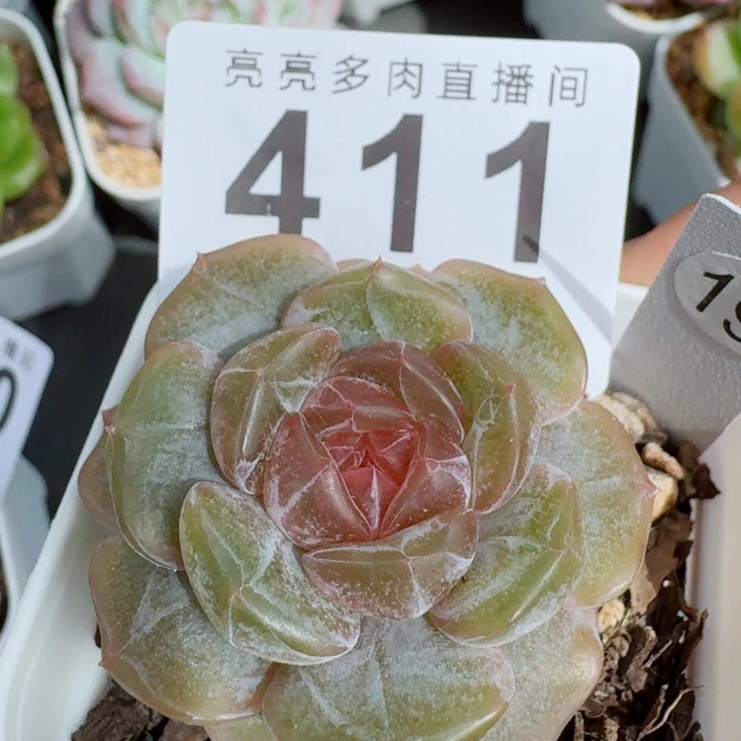 彩色恋人            精美多肉植物