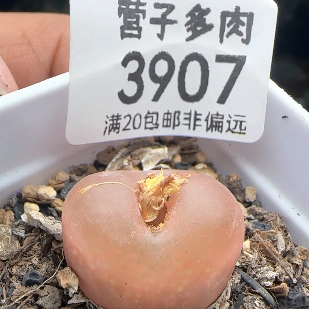吕红带盆土。