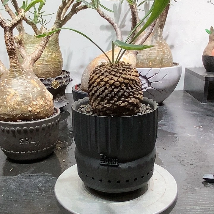 铁甲丸带盆不退不换