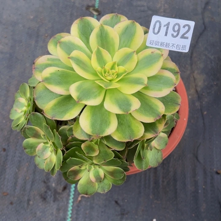荔枝01922222222222