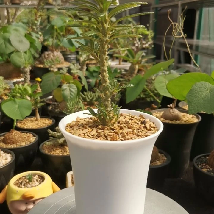 泡泡叶巨琉桑 一物一拍