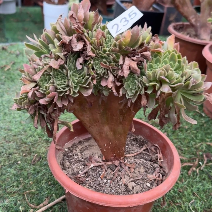 玫瑰法师锦缀化235