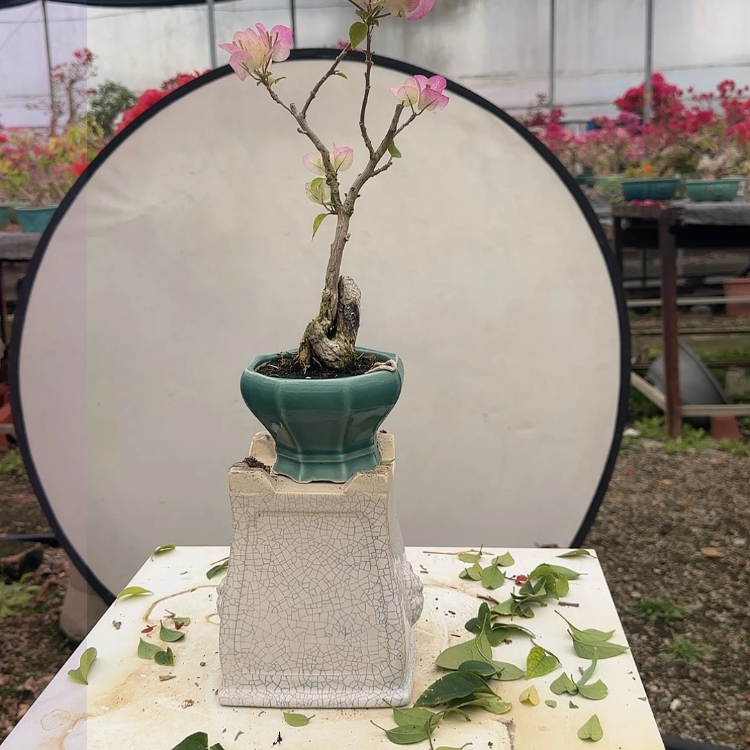 潍****发绿叶樱花  潍坊