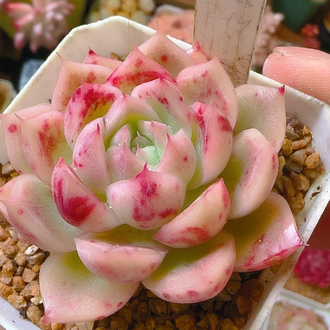 钻石249，仙农出品多肉、658