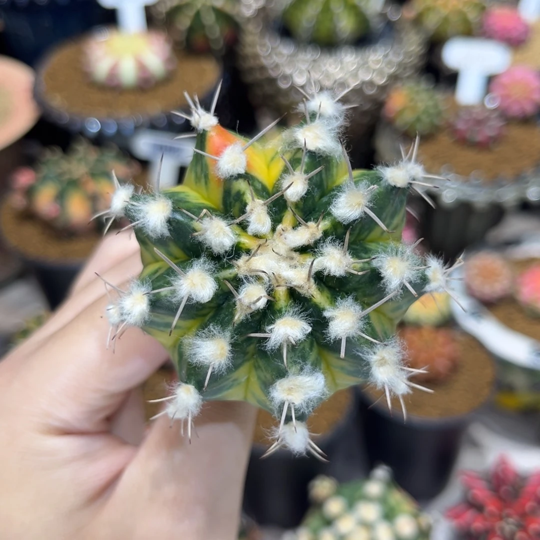 6cm高绒黄臀 裸根发货