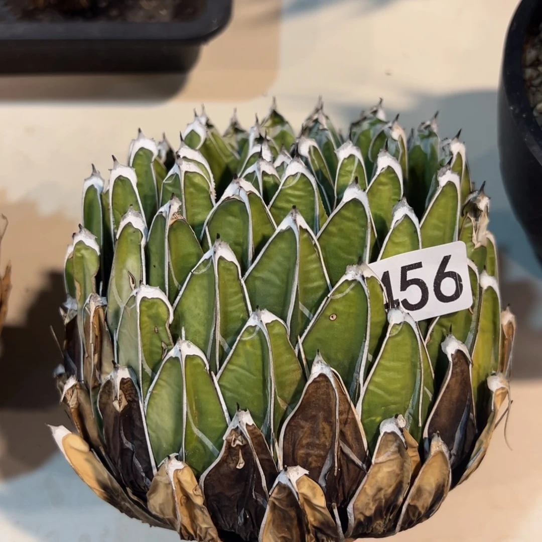 456笹之雪龙舌兰植物脱土发货