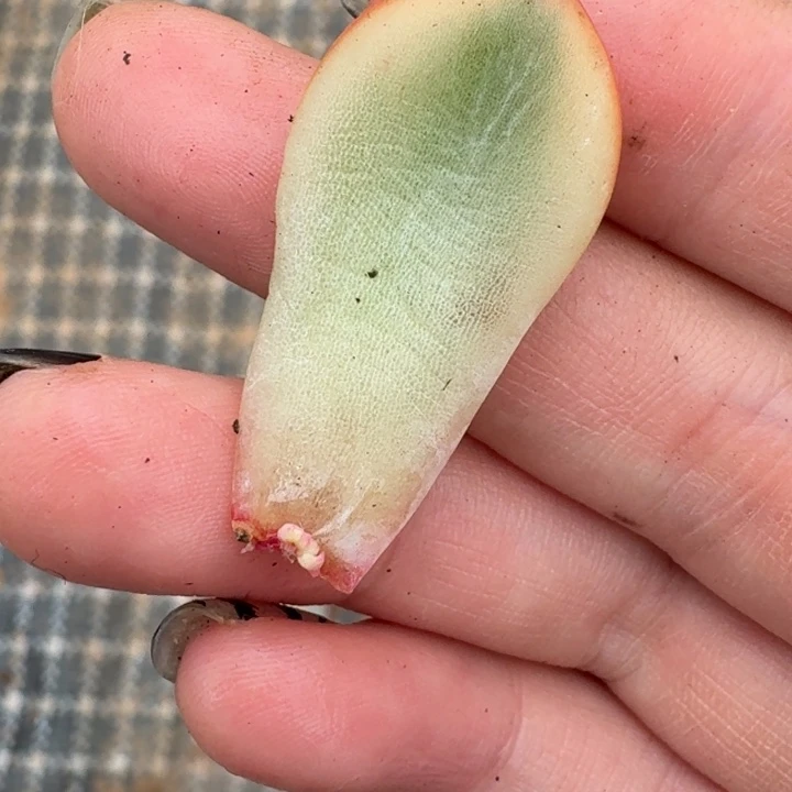 万宝龙覆轮一物一拍