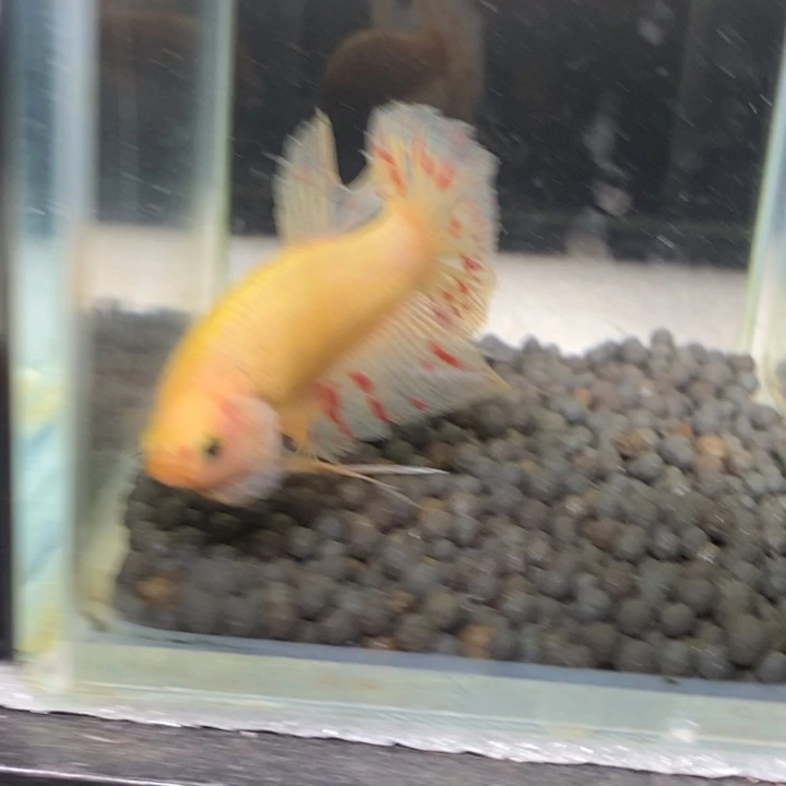 斗鱼泰国斗鱼441号