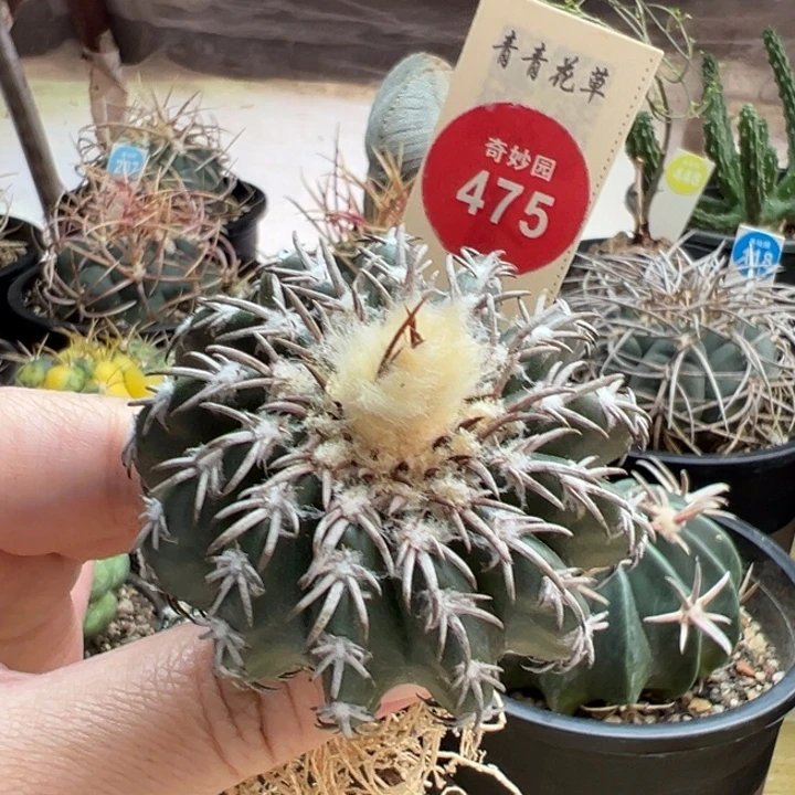 实生奇特圆盘玉5.2cm