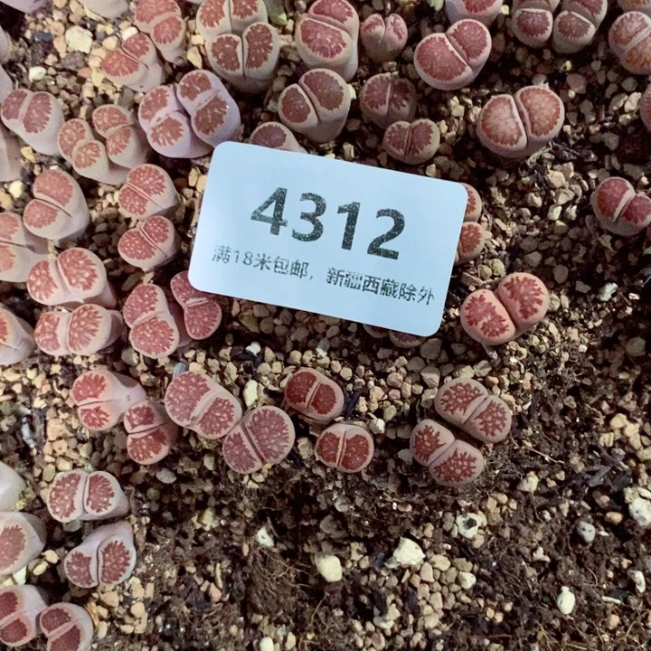 豆***.4312。