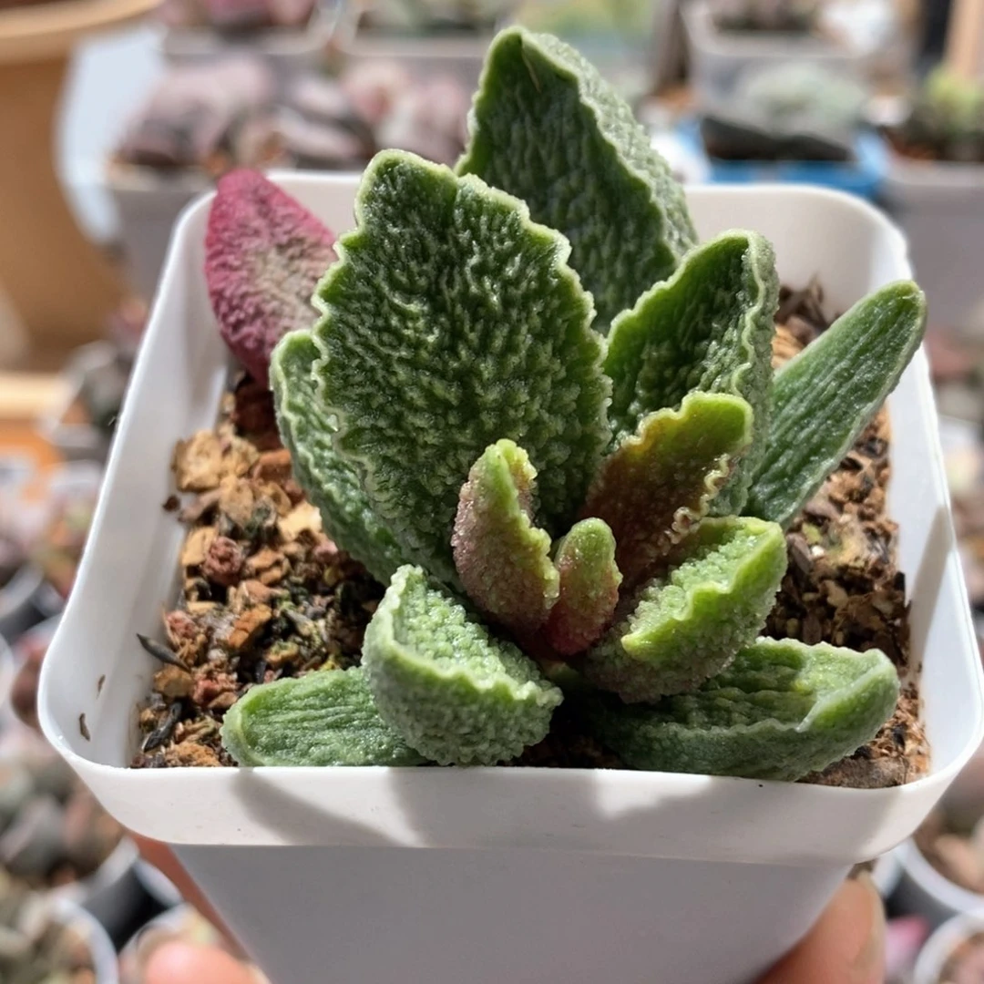 M***莹绿皮水泡多肉植物