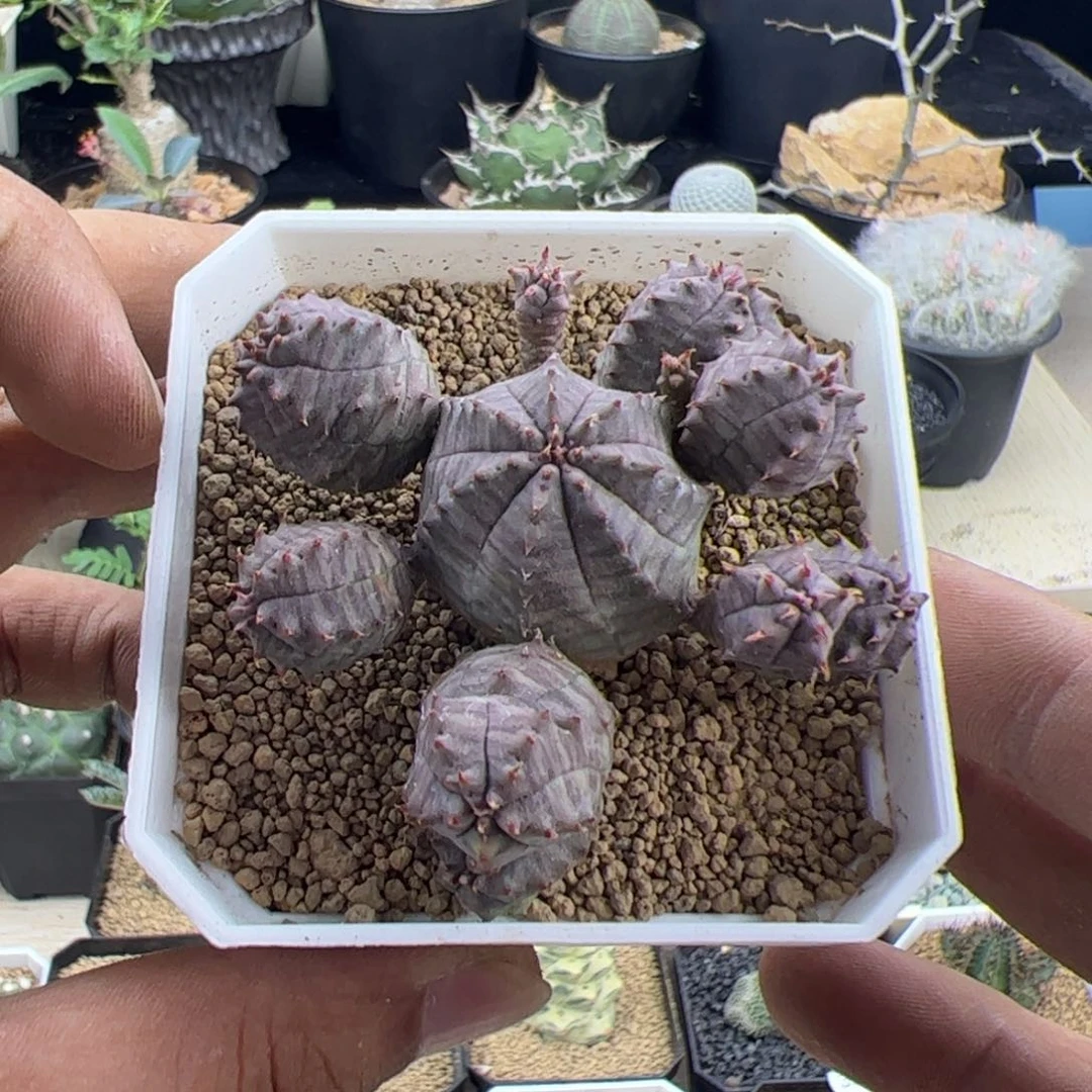 子吹布纹球一物一拍脱土发