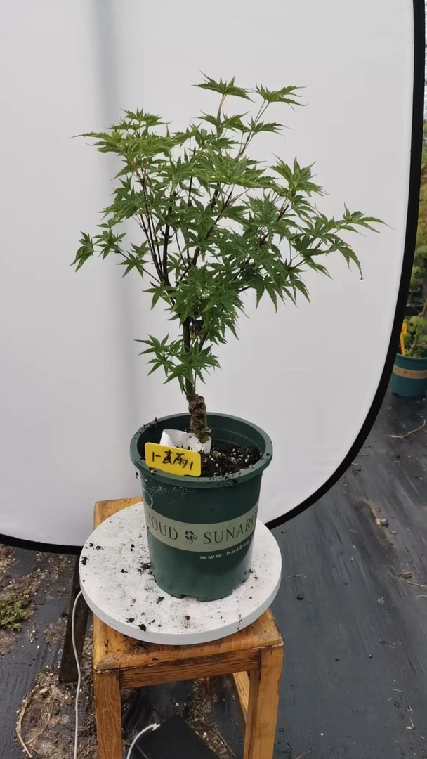 日本红枫：春雨1 凌云枫树园