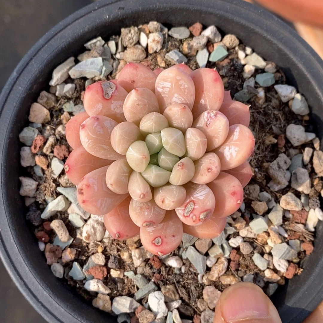 精品多肉一物一拍不包整152