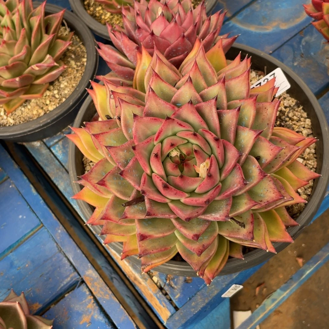 无花朵若如东云组拍E737