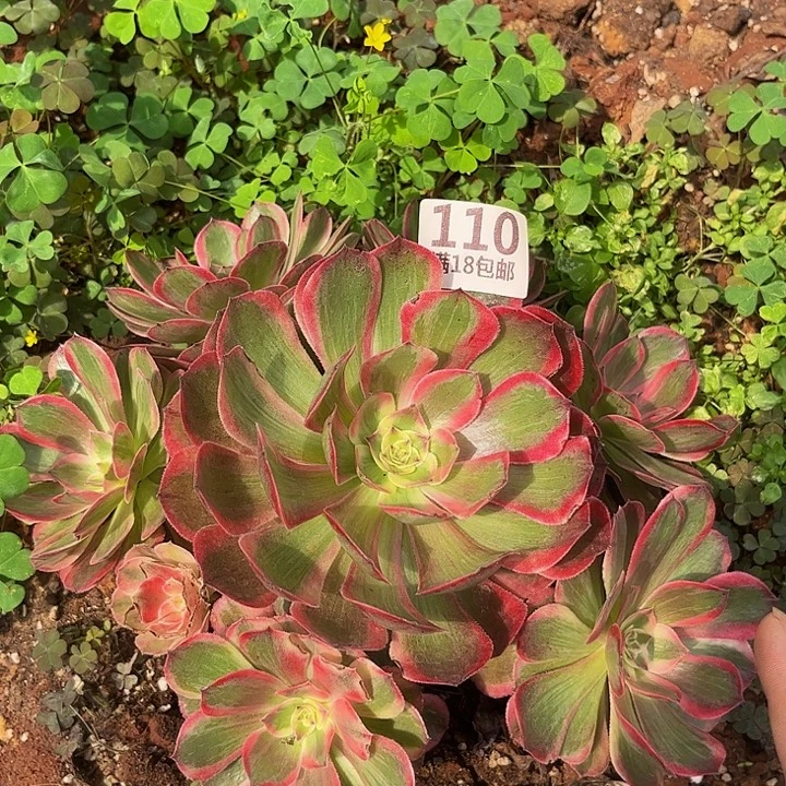 心***成110云荷朵朵发发发