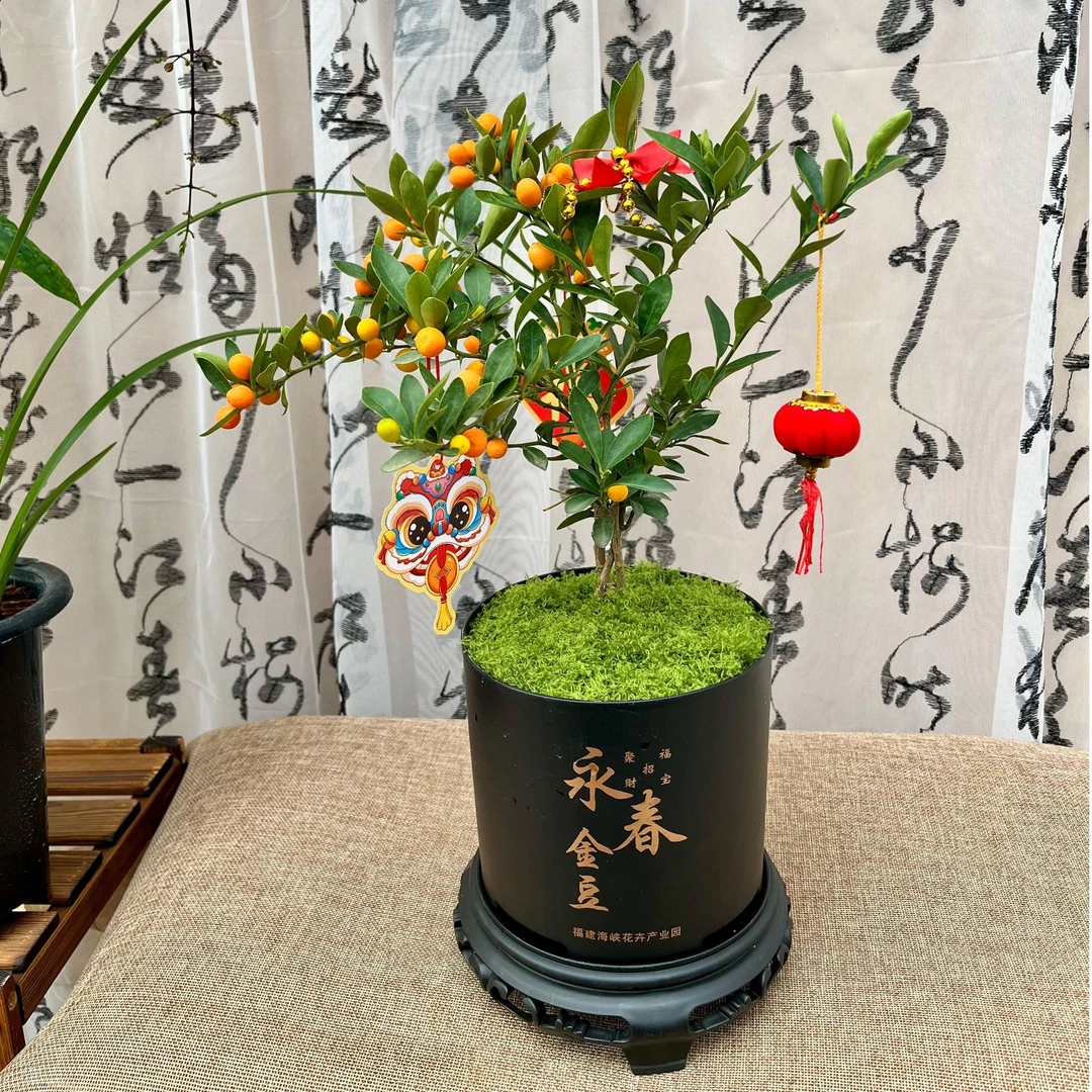 种花王大爷 永春福豆盆栽茶室茶台绿植桌面盆栽办公室好养植物