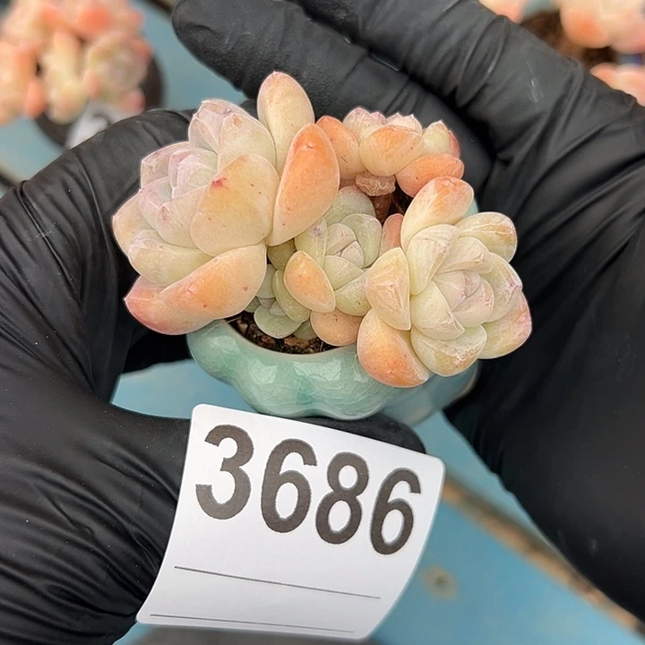 3686，五头冰玉带盆发的