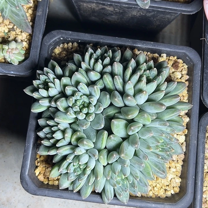 雨花石群生多头多肉