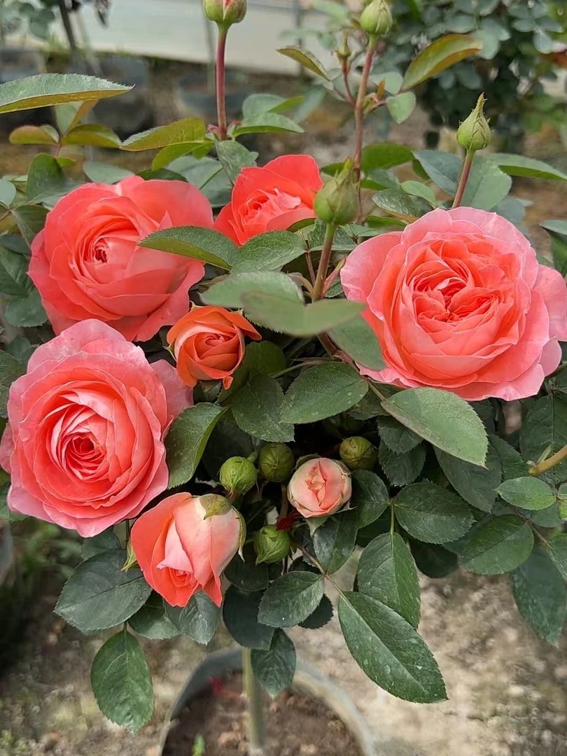 顺丰包邮！诺娃棒棒糖月季花