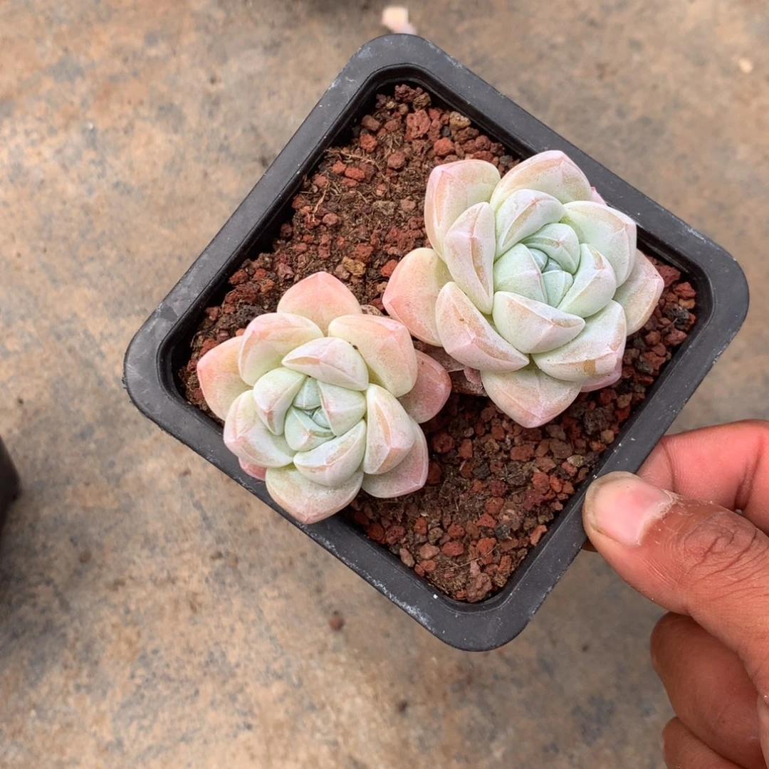 那好你在干什么的我等