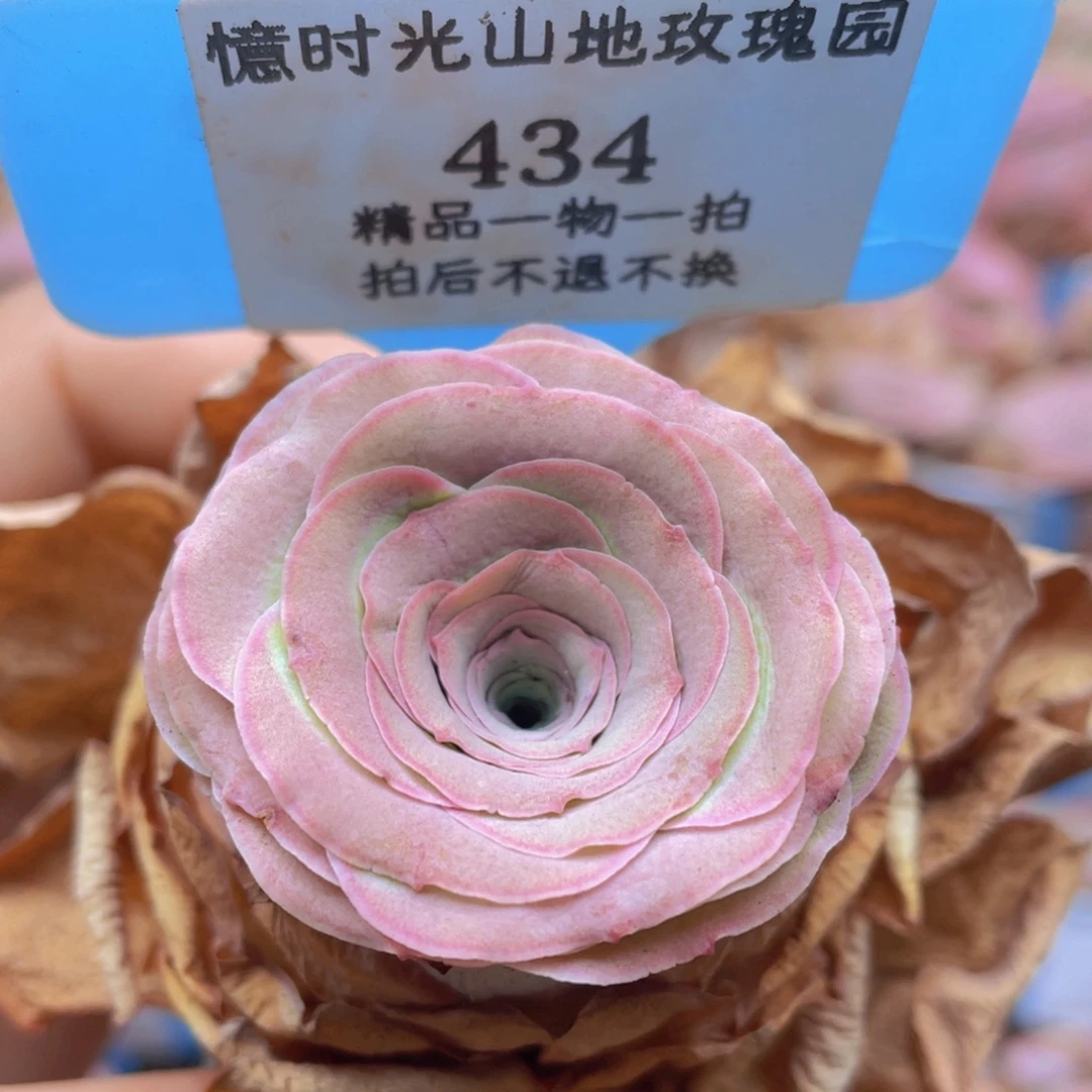 山地玫瑰434裸根发货不售后