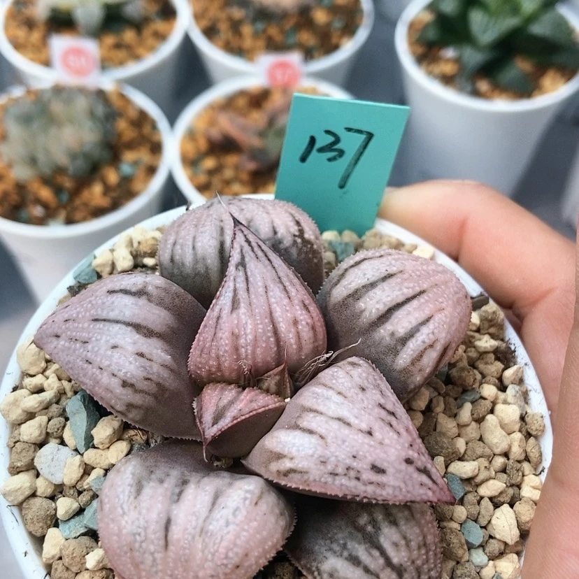 【闪购商品】霞**烂137皇妃