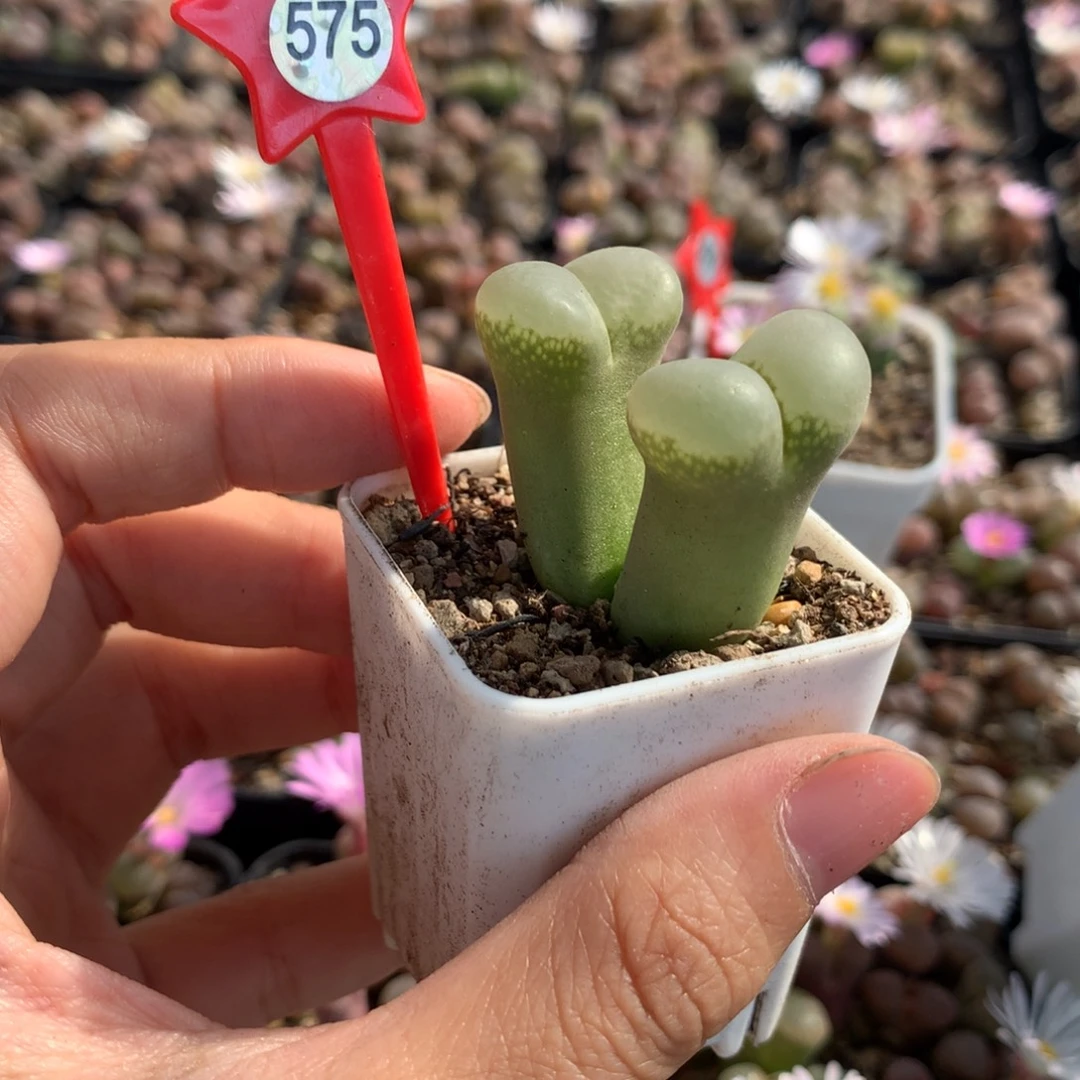 575风铃，双头风铃