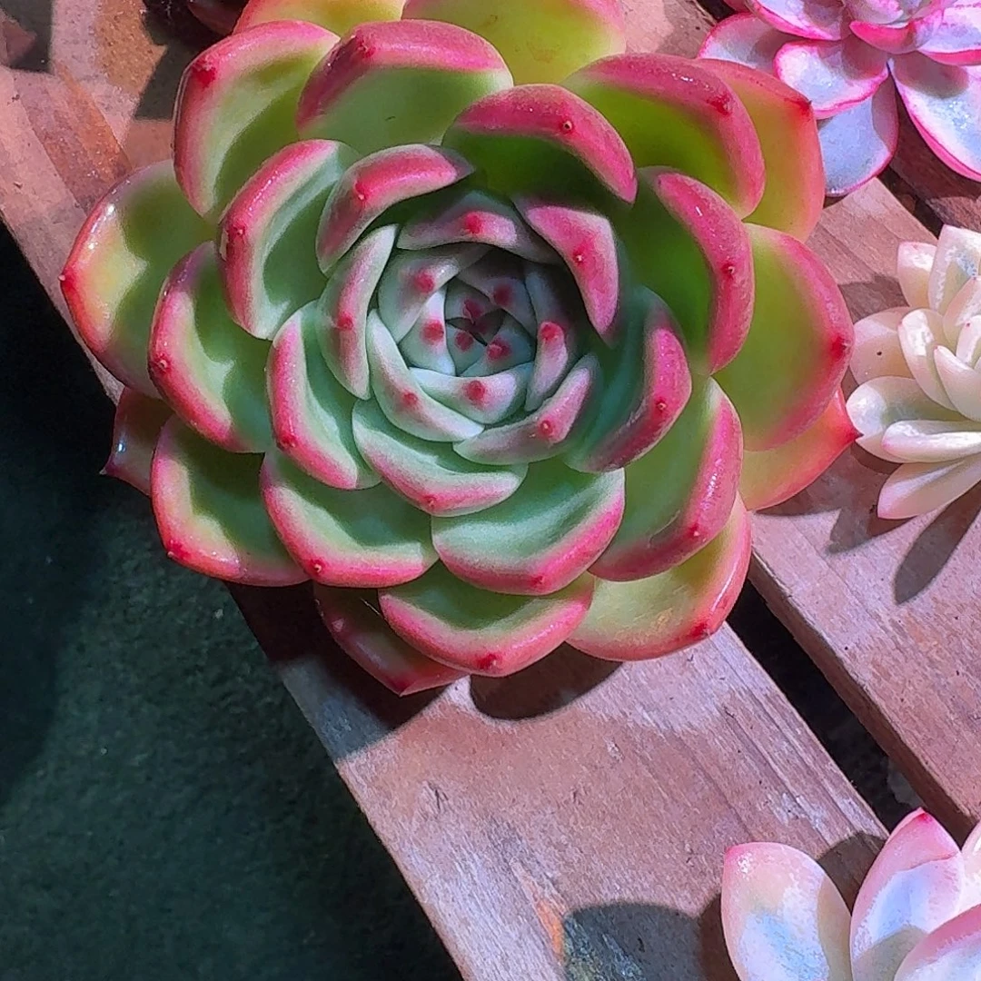 东云多肉多肉多肉