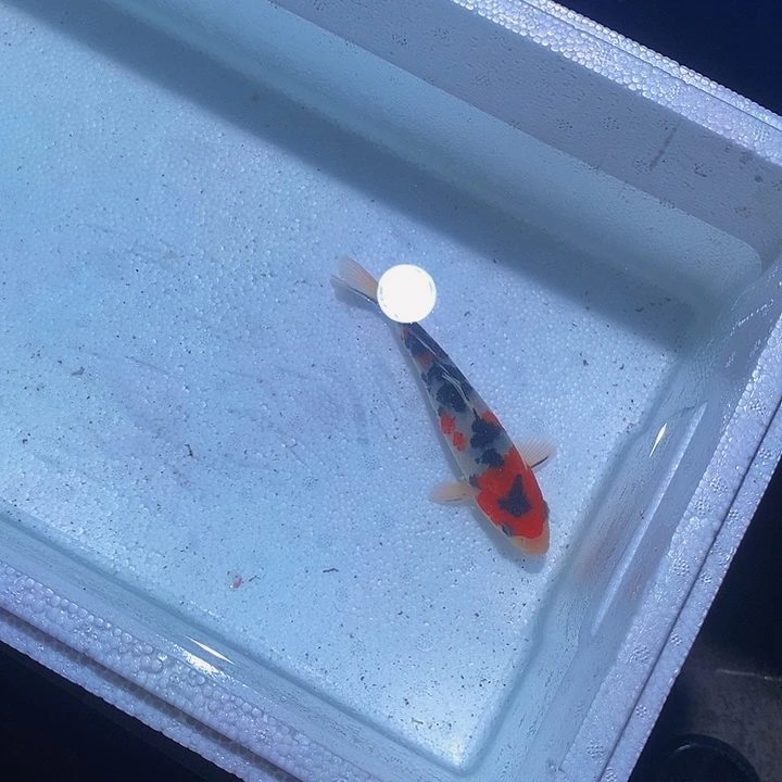 锦鲤锦鲤活鱼开箱包活