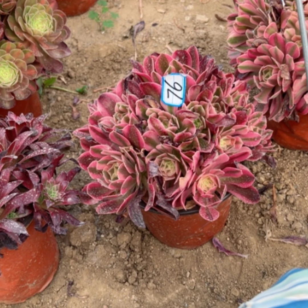 【闪购商品】芙*雨多肉植物断枝不包76