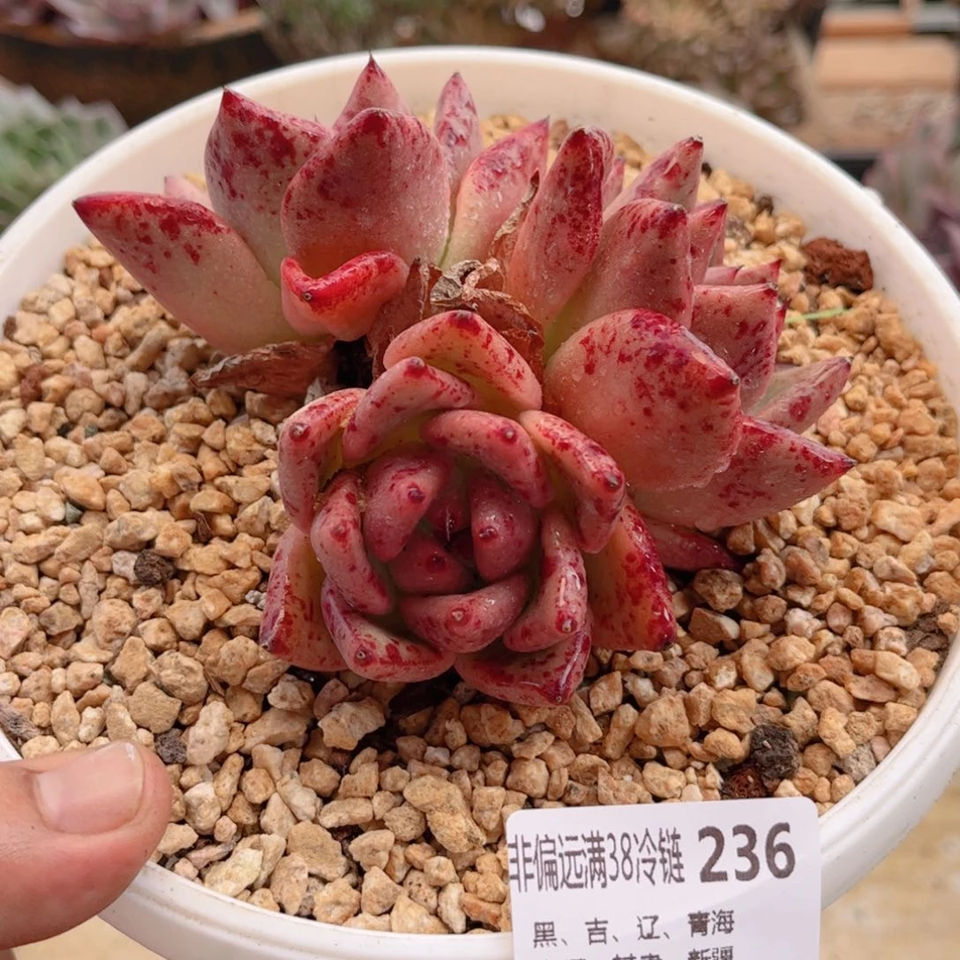 236红颜蜜语德华多肉