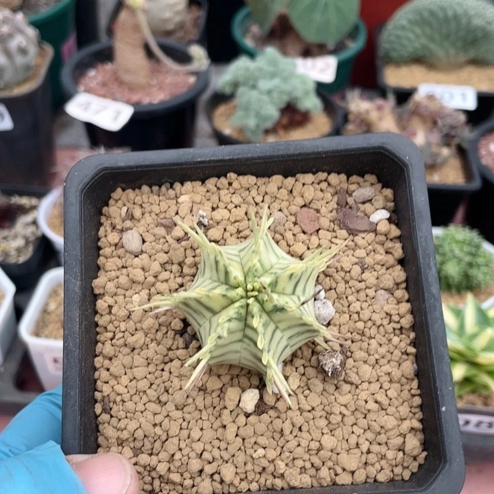 776斑马魁伟锦大戟仙人球