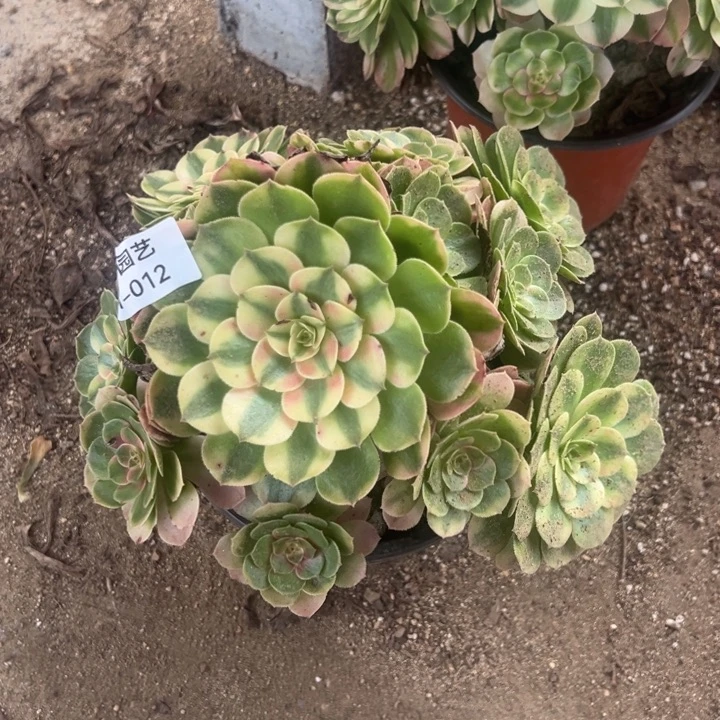 荔枝多肉植物012法师