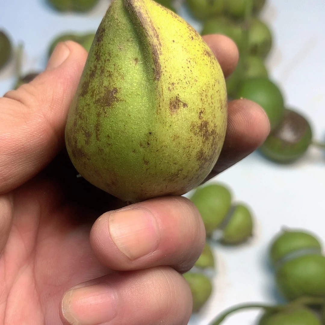 百***事文玩核桃 老树核桃