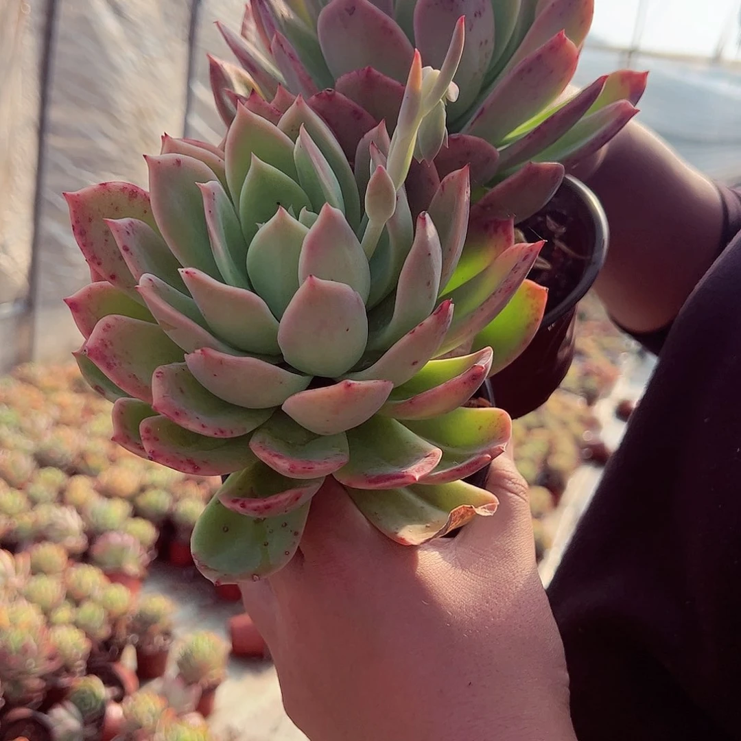 乔一单头两盆多肉