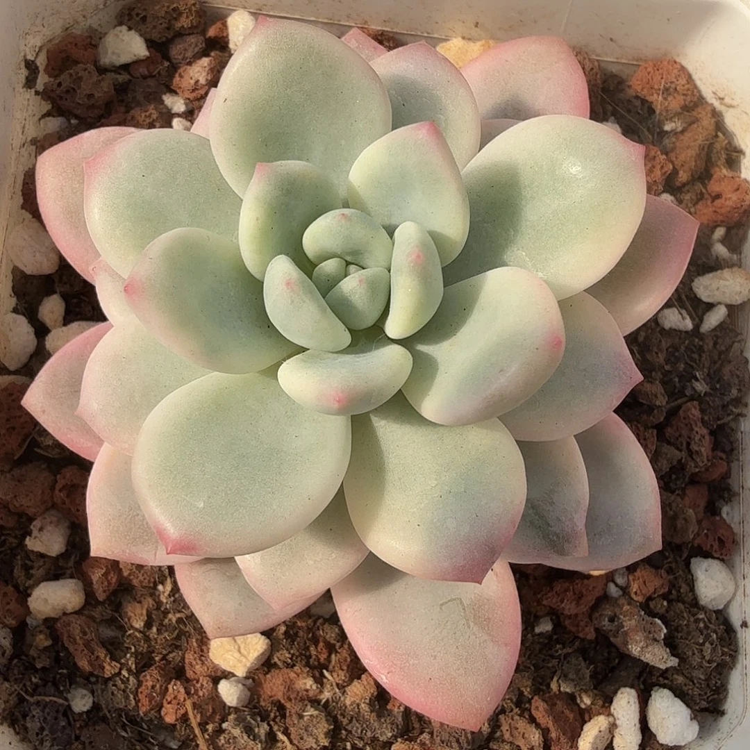 老香水锦，多肉植物。