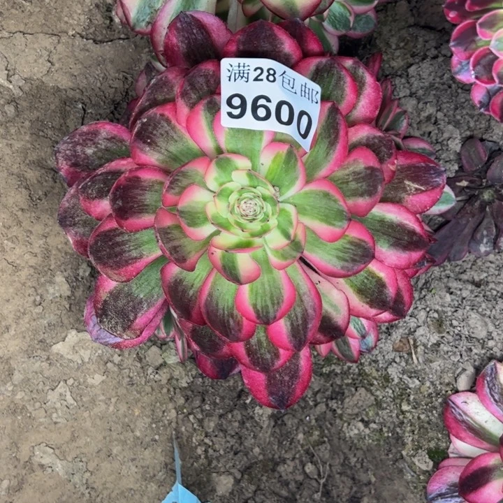 9600南荔枝多肉植物