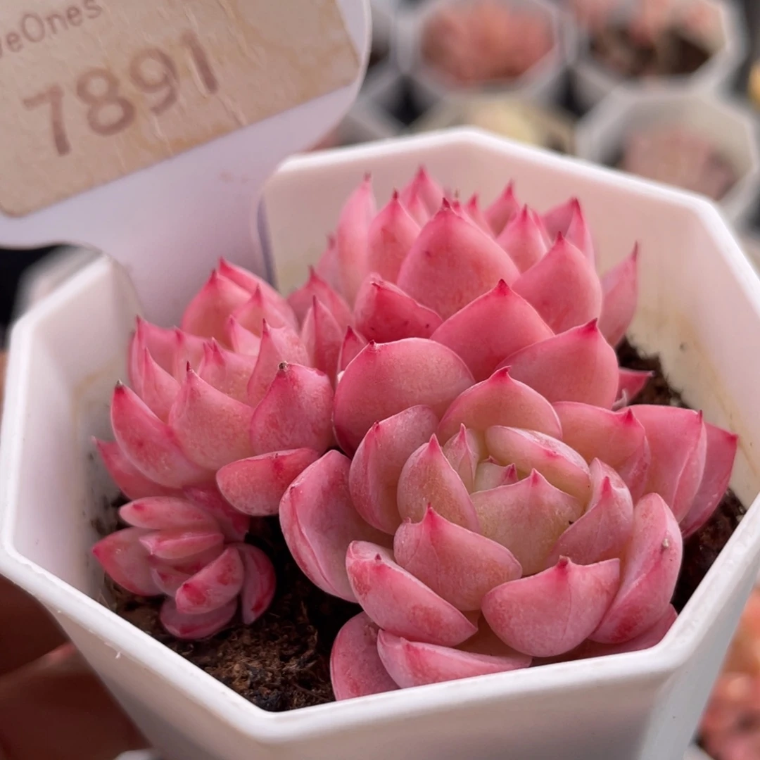 冰雪女王7891-6.0厘米