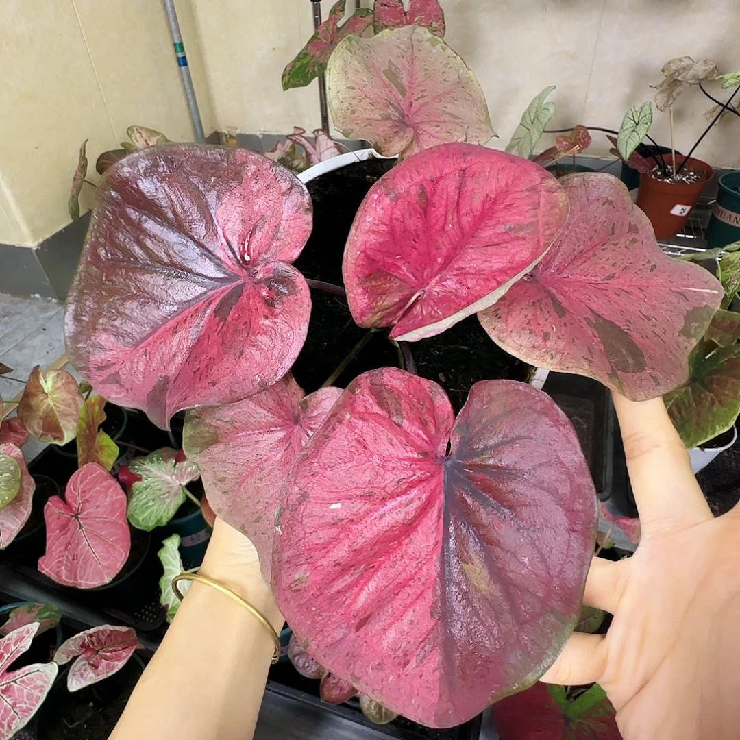 完全开放  22粉毒