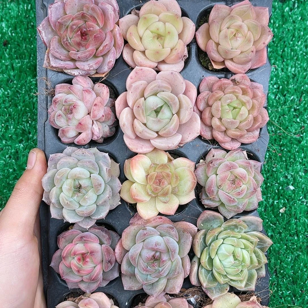 精品多肉一物一拍20-171