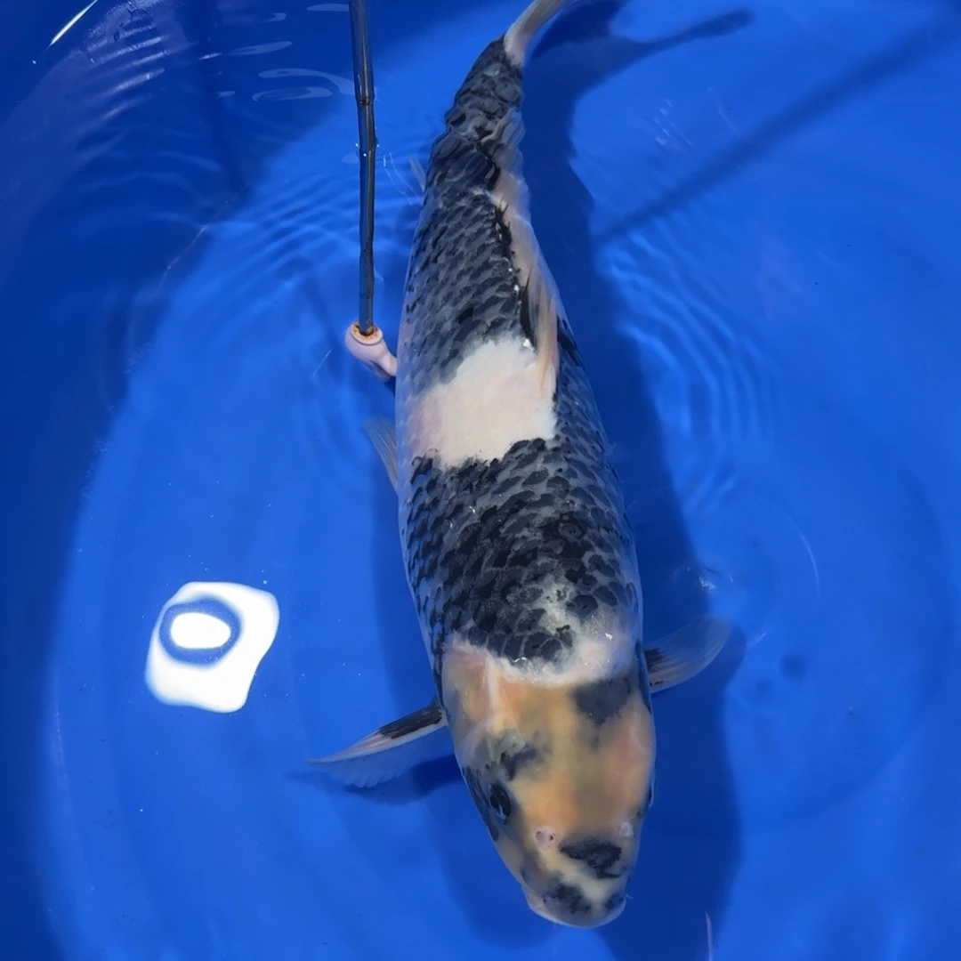 锦鲤笑看风云专拍