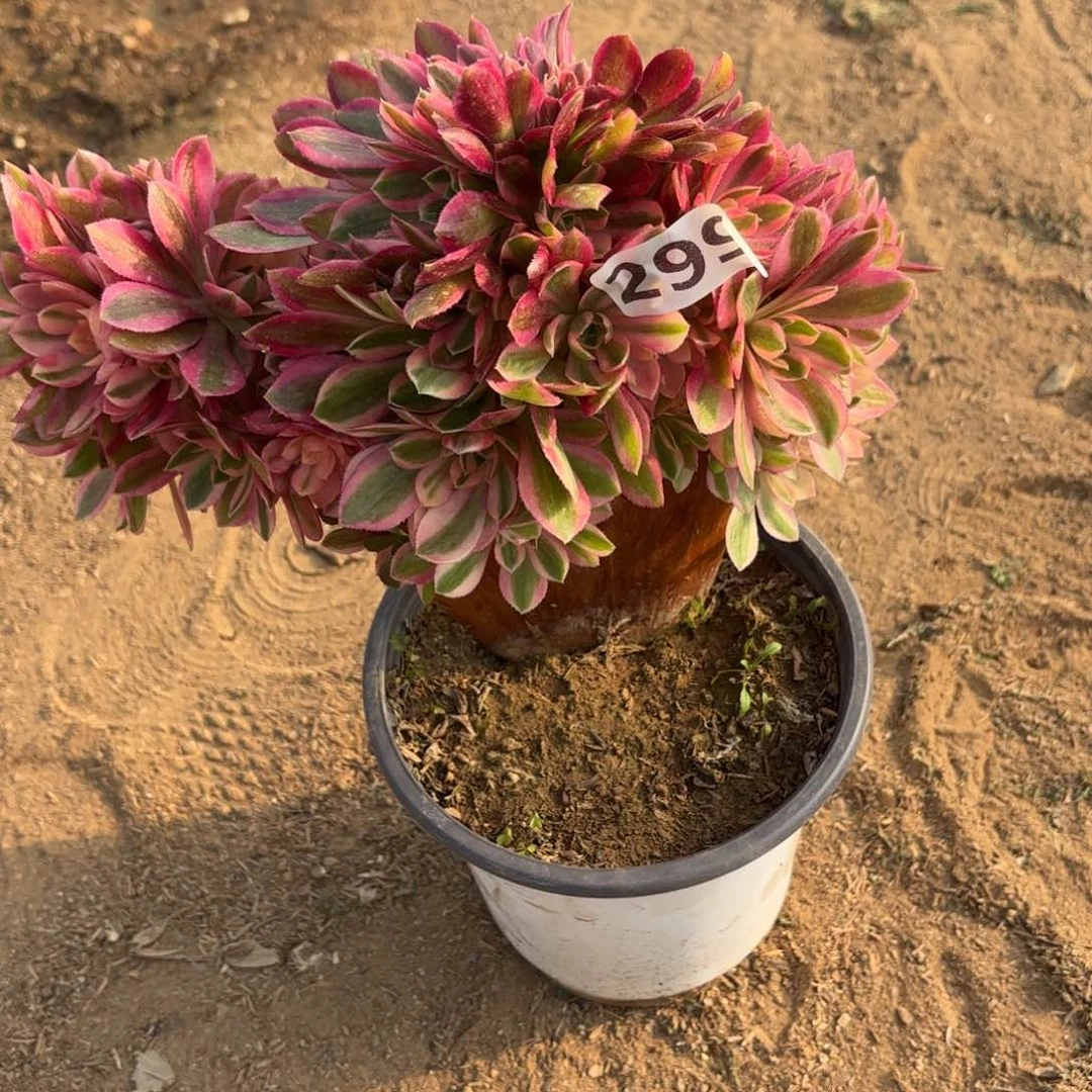 299女神缀多肉砍过头不包损