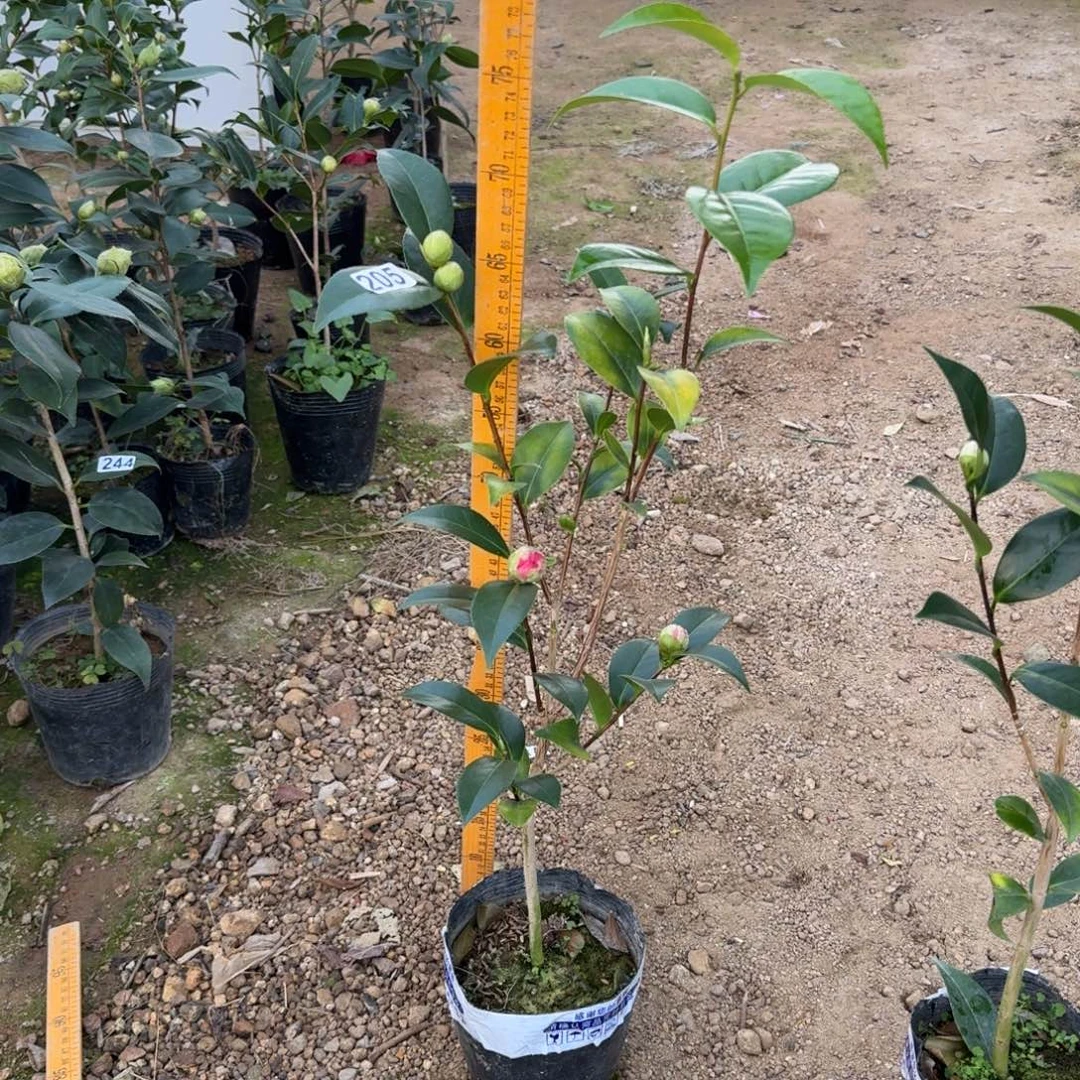 少量花朵（建议范围：2朵-5朵 或40%以下）205红喜糖