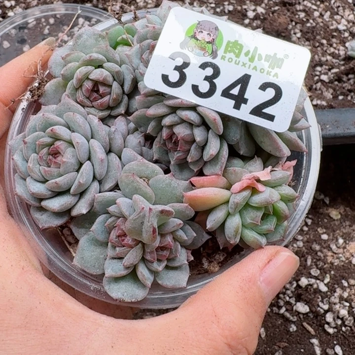 多肉植物多肉植物