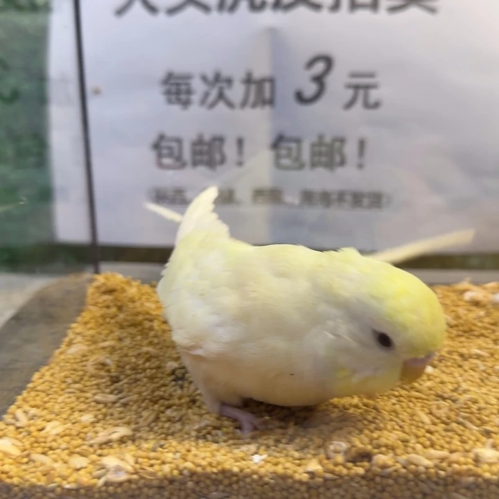 虎皮鹦鹉大头虎皮鹦鹉