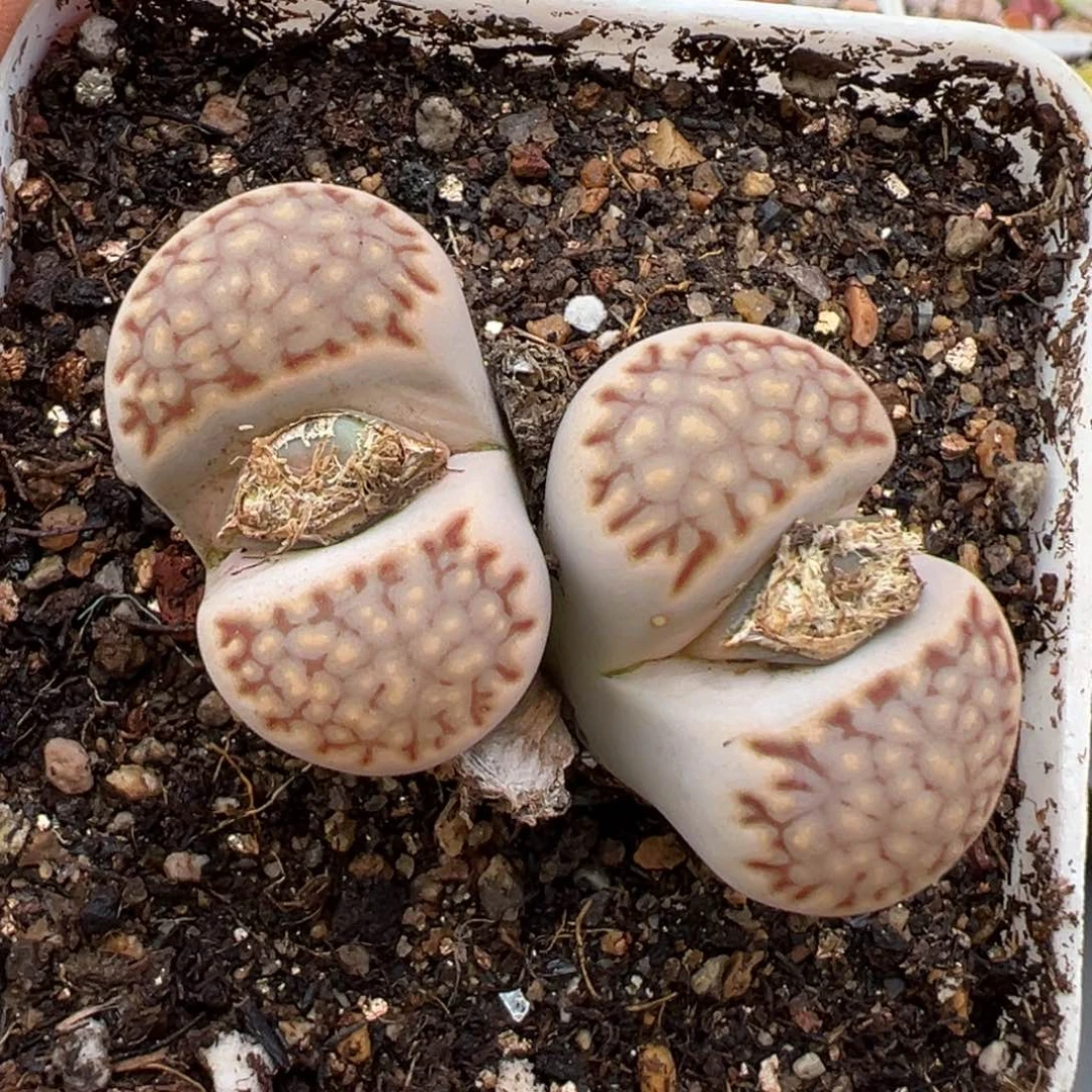 1.27好看的多肉892