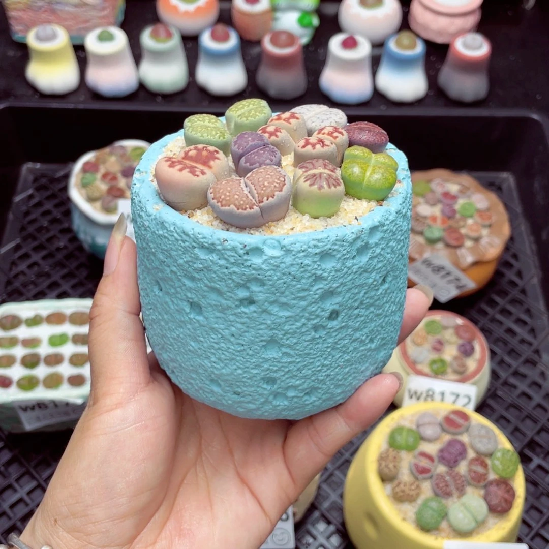 w8180 带盆土发货一物一拍